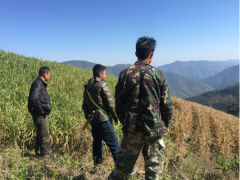 勐往乡农作物发作霜冻危害状况