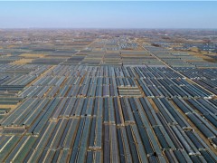 乐亭：人勤鲜桃飘香早