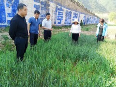 凤县督导组：据守岗位，持续发力，坚决打赢小麦条锈病防治攻坚战-宝鸡鹤壁市农业农村局