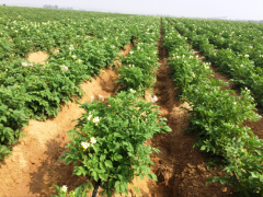 榆林：靖边推进马铃薯产业高质量展开