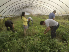 国度农产质量量安全监视抽查在渝水区展开抽样义务