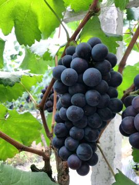 [供]供应葡萄,专业代办，一条龙服务