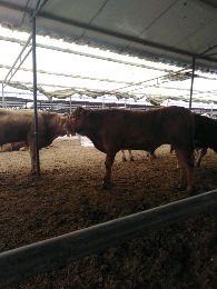 [供]肉牛小牛犊牛苗小黄牛西门塔尔鲁西黄牛