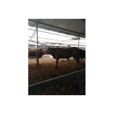 [供]肉牛小牛犊牛苗小黄牛西门塔尔鲁西黄牛