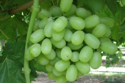 [供]陕西大荔葡萄青提成熟了