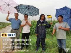 潍坊市多措并举无效防治草地贪夜蛾