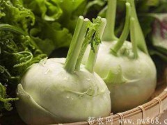 球菜种植栽培技术