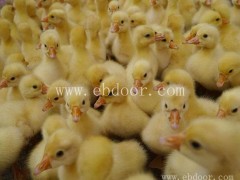 四强鸡鸭鹅苗厂家直销-现在鹅苗养殖多少钱一只