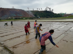 战疫情 抓消费，鹤壁市农科院完成水稻春播义务_达州鹤壁市农业农村局