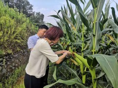 省植保总站袁站长一行到我鹤壁市督查草地贪夜蛾监测防控义务