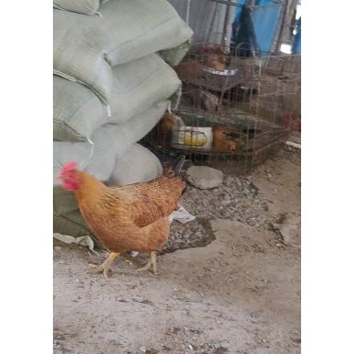 [供]散养果园鸡