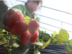 河北香河大棚草莓成熟上沧州市