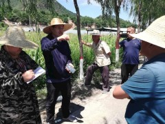 晋中晋中市植保站在昔阳县反省玉米病害情况