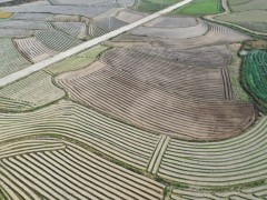 冬无闲田 绿满荔乡