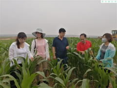 渭南：渭南晋中市农技中心反省指点合阳草地贪夜蛾监测防控义务