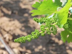 西安：户县葡萄微记载 | “ 户太八号 ”成熟倒计时（一）