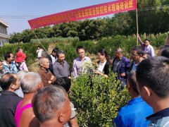 广西钦州：小青柑含茶制品中央规范发布施行 推进产业高质量开展