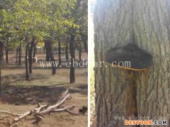 吉林桑黄种植技术-海阳长程提供项目合作-桑黄种植育种技术培训