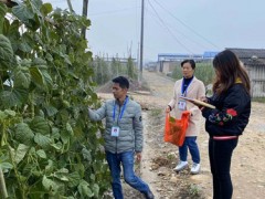 勐遮镇农业中心春节时期蔬菜质量平安检测状况