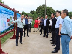 福建省农业科学院院长翁启勇率队到龙马潭区调查龙眼高换情况