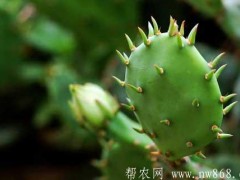 仙人掌繁衍办法|仙人掌栽培技术