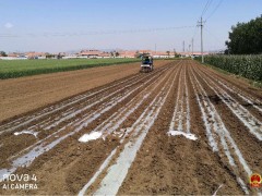 我县又引进了一些特征粮油新种类