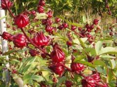 玫瑰茄的种植和管理