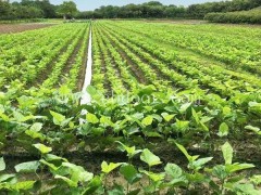 野生桑果苗哪家好-世超苗木(在线咨询)-山东桑果苗哪家好