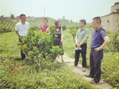 泸县农业农村局局长王毅率队督查福集镇清华村扶贫产业园义务