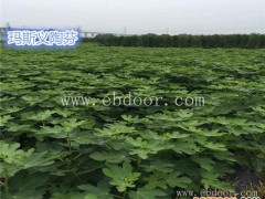 无花果-小叶无花果苗价格实惠-无花果苗哪家便宜