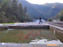 养殖溪水石斑鱼-鼎鸿石斑鱼苗品质好-溪水石斑鱼