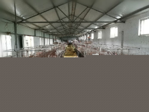 川汇区大纲兔业