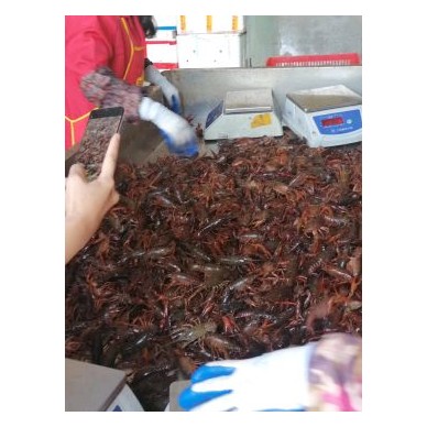 [供]小龙虾，通货红456789