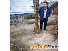 美味华丽无花果苗批发基地