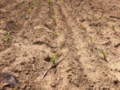 助力脱贫攻坚，晋中市种子站用新品种新技术效力农民