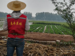 兰山区片面展开小麦条锈病防治义务-临沂市农业农村局