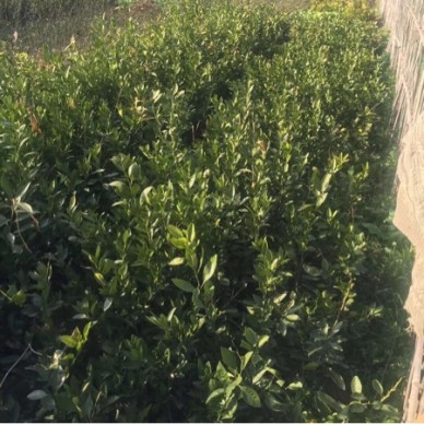 [供]各种柑橘类果苗出售