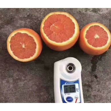 [供]秭归中华虹血橙