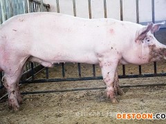 山东大白种猪_好的大白种猪清海种猪养殖供应