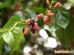 批发桑树苗价格-广西批发桑树苗-世超苗木种植基地