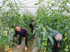 织金县自强乡:西红柿采摘合理时