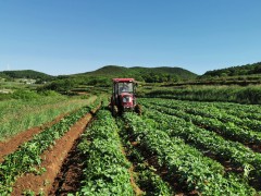 威宁马铃薯绿色增产增效技术集成示范及效果转化基地劳作忙