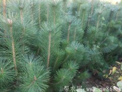 松树种植栽培技术|松树容器育苗办法