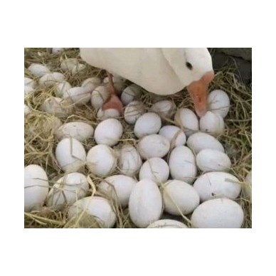 [供]长期出售鹅蛋、大鹅，农家自养，干净新鲜卫生。