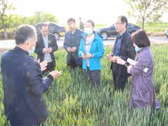 合阳：副县长王改调研指点小麦条锈病防控义务