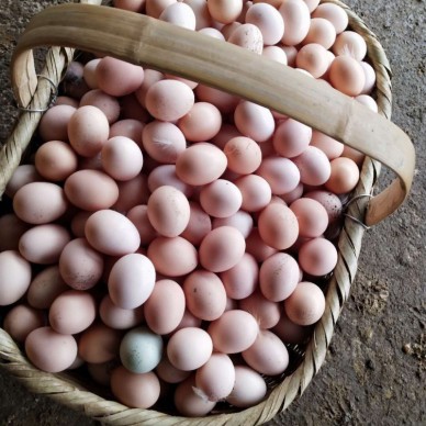 土鸡蛋
