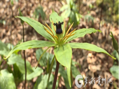 林下十年种重楼 “能人”开散致富花