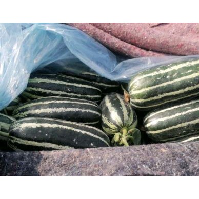 [供]代收香瓜，如有需要请联系:13563595738