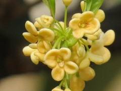 六安桂花苗--乱世园林桂花移栽修剪的方法