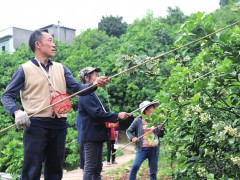 纳溪区：万亩柚花开 果农授粉忙